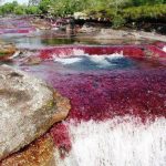 Caño_Cristales,_Colombia