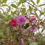 Tibouchina_lepidota-IMG_8732