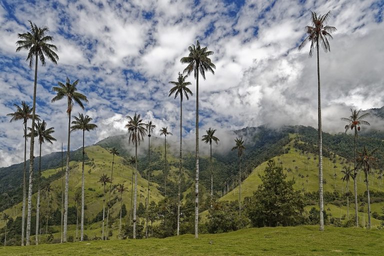 Bosques de Colombia: ¿cuáles son los más atractivos?