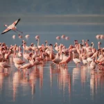 flamingos-1099071_1280