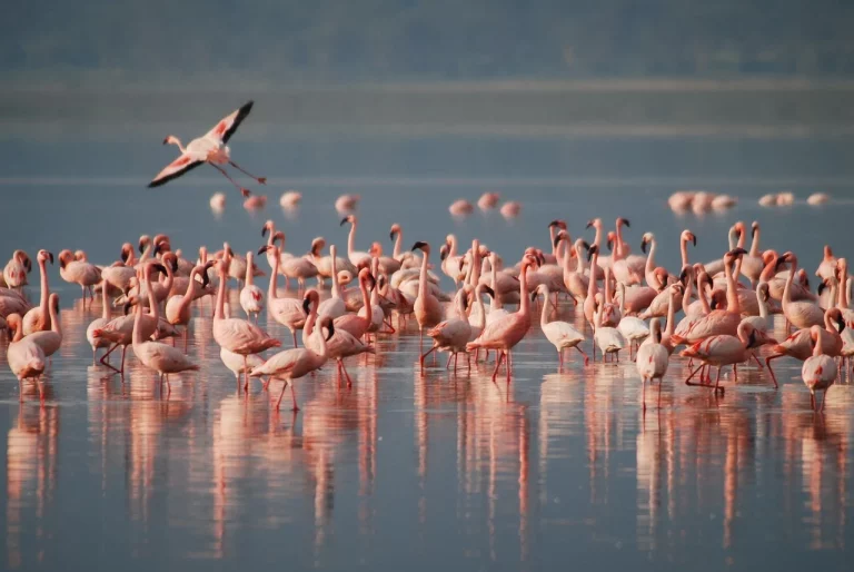 ¡Conoce los flamencos americanos en el Aviario Nacional de Colombia!