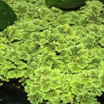 helecho-de-agua-azolla-filiculoides-planta-acuatica-nativa-D_NQ_NP_883487-MLA25846472654_082017-F