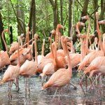 Aviario Nacional de Colombia