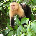 1046px-Capuchin_Costa_Rica