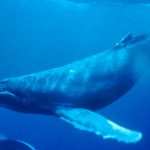 Humpback_Whale_underwater_shot