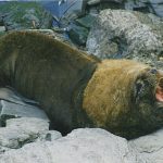 Male_southern_sea_lion