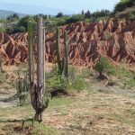 Plantas_en_el_Desierto_de_la_Tatacoa