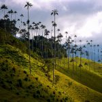 Valle del Cocora