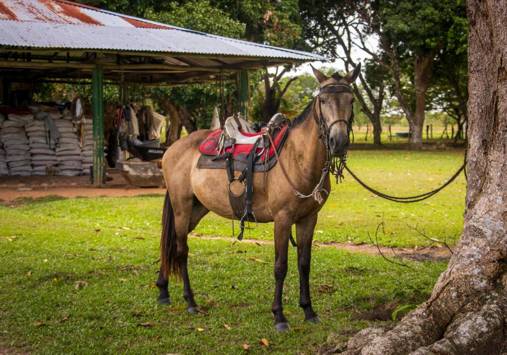 Cascadas La Algarroba: visita este mágico lugar en Casanare