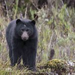 oso de anteojos