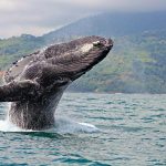 ballenas-isla-gorgona-colombia-buceo-3