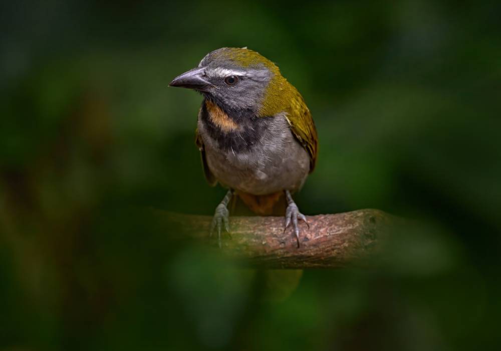 hoyo-de-los-pajaros-colombia