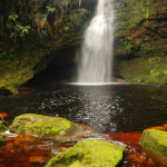 CUEVA GUACHAROS