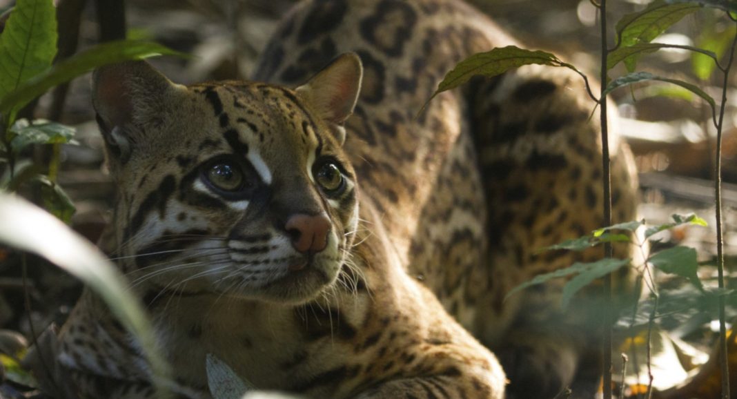 Selva Colombiana: Descubre Sus Principales Atractivos Turísticos