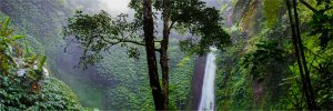 selva colombiana