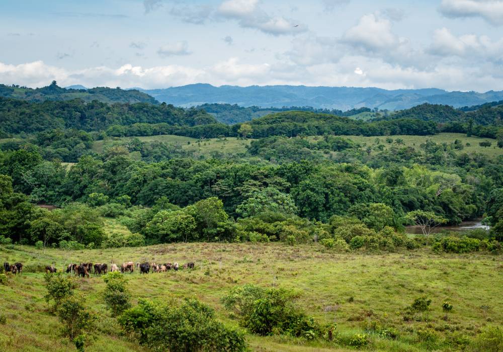 Selva colombiana: descubre sus principales atractivos turísticos