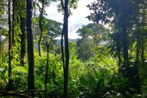 selva colombiana