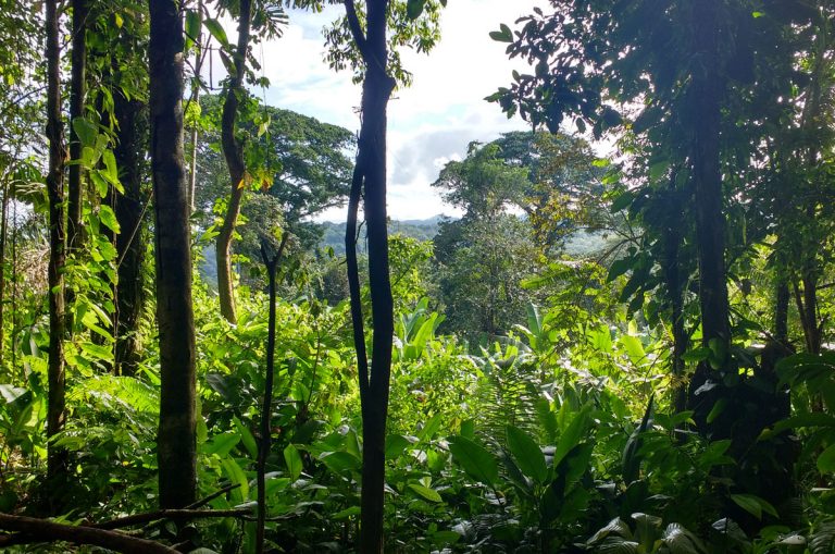 selva colombiana