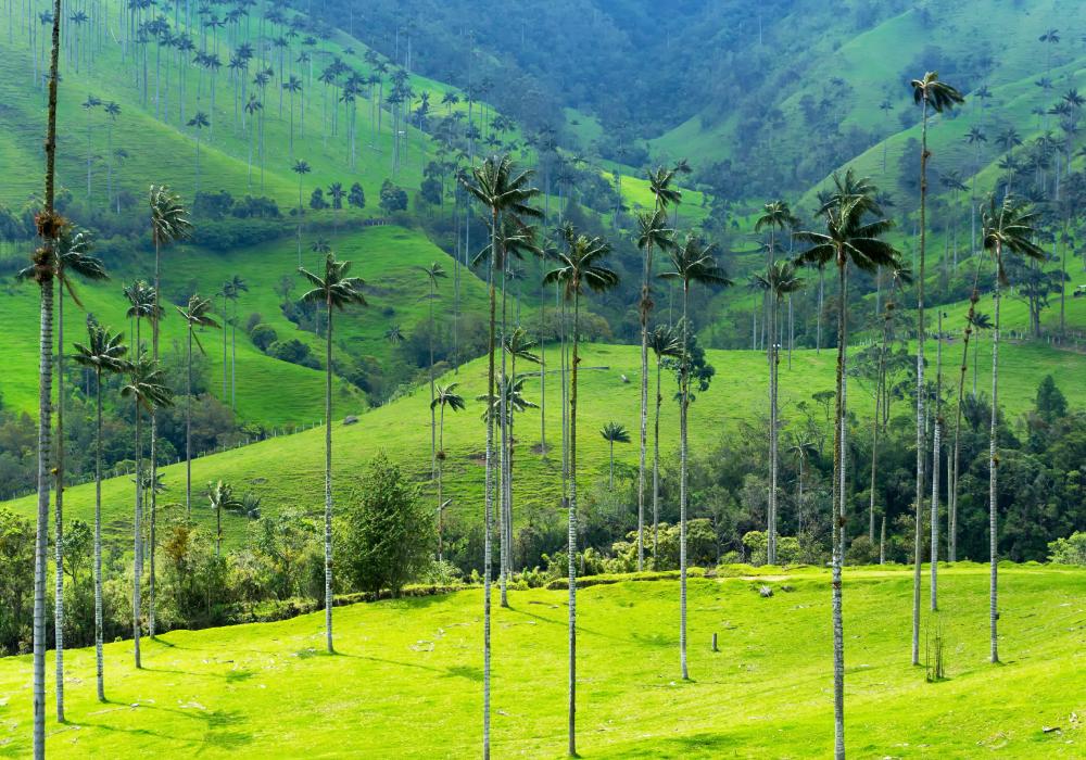 La palma de cera del Quindío: ¿En qué regiones de Colombia crece este árbol nacional?