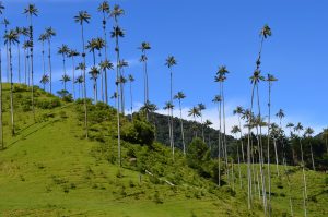 palma de cera del quindío
