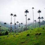 Palmas de Cera – Valle del Cocora – Salento