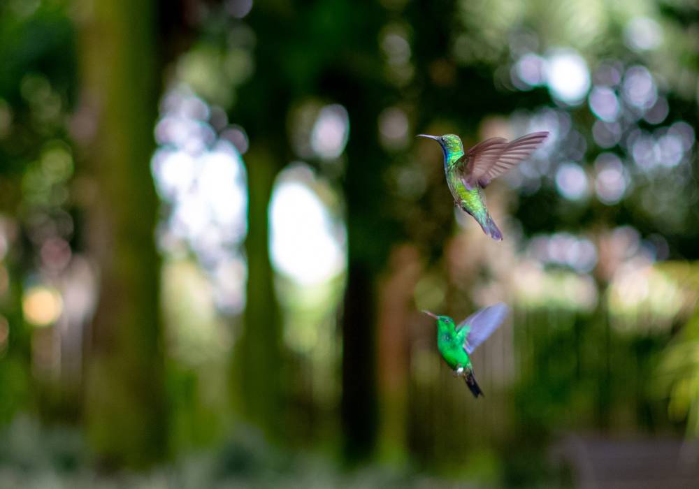 Armenia: Un encuentro con la naturaleza en el Jardín Botánico del Quindío