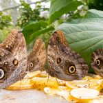 Jardín Botánico del Quindío, Armenia – Viaja en bus