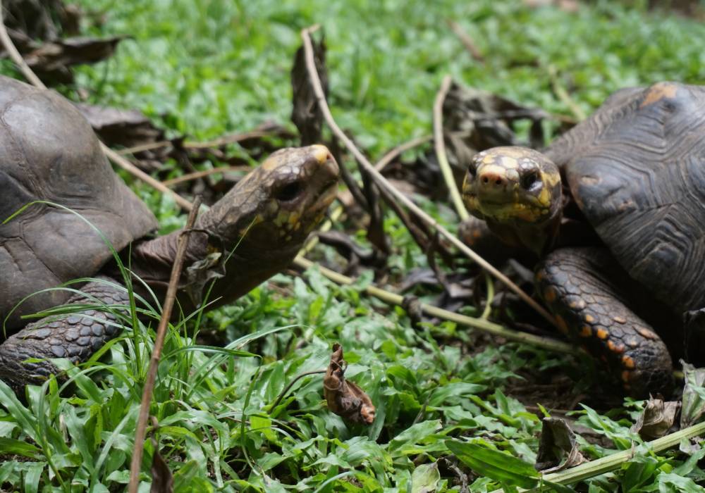 Conecta con la naturaleza en el Jardín Botánico Eloy Valenzuela en Bucaramanga