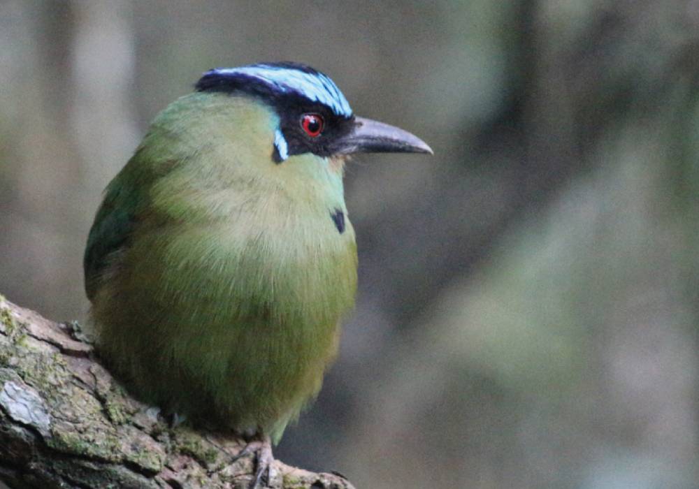 Parque Arví: El pulmón verde de Medellín que debes visitar este fin de semana