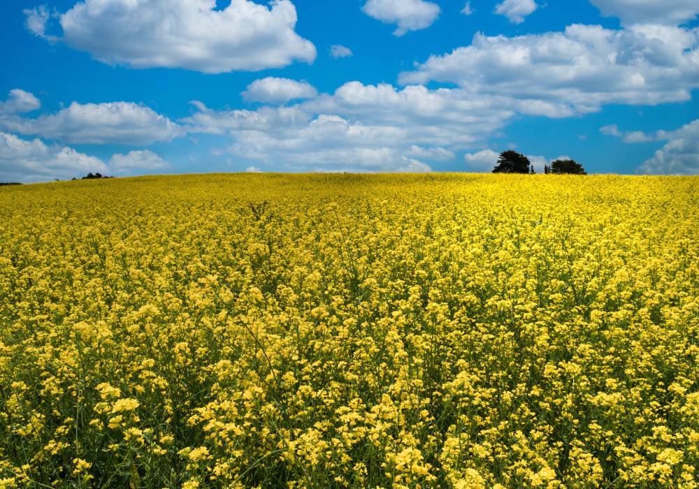 Flores amarillas 2026: significado y tradición en tierra Colombiana